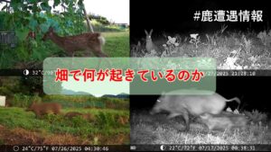 【鹿や猪等による獣害被害】トレイルカメラを畑に設置して分かったこと～神奈川県伊勢原市の畑で何が起きているの？～